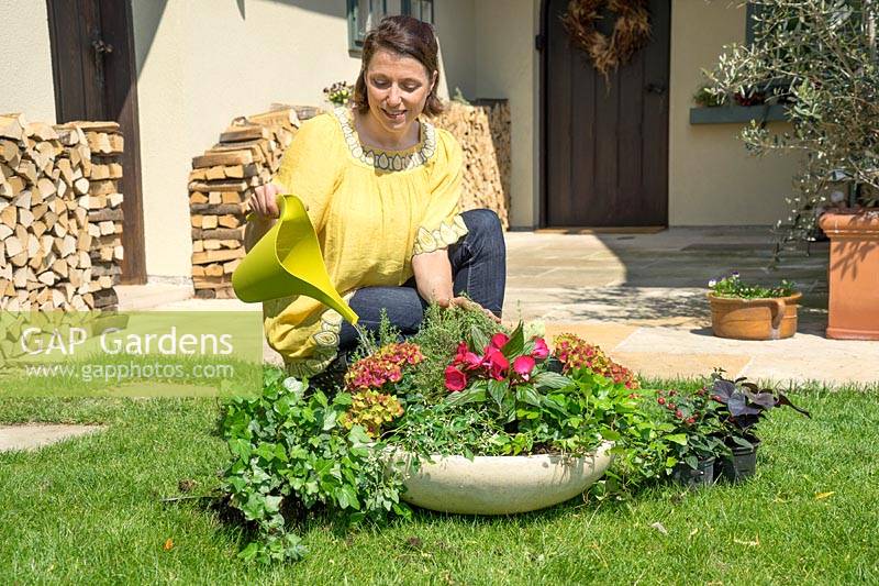 Planting of a stone bowl with annuals - watering