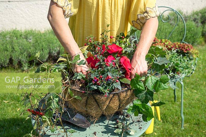 Planting of a hanging basket with annuals