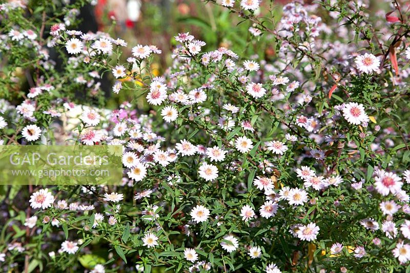 Aster Pink Buttons