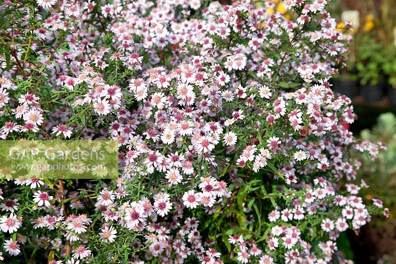 Aster Pink Buttons