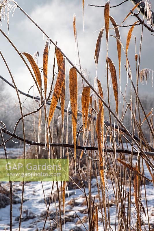 Winter impression with Miscanthus