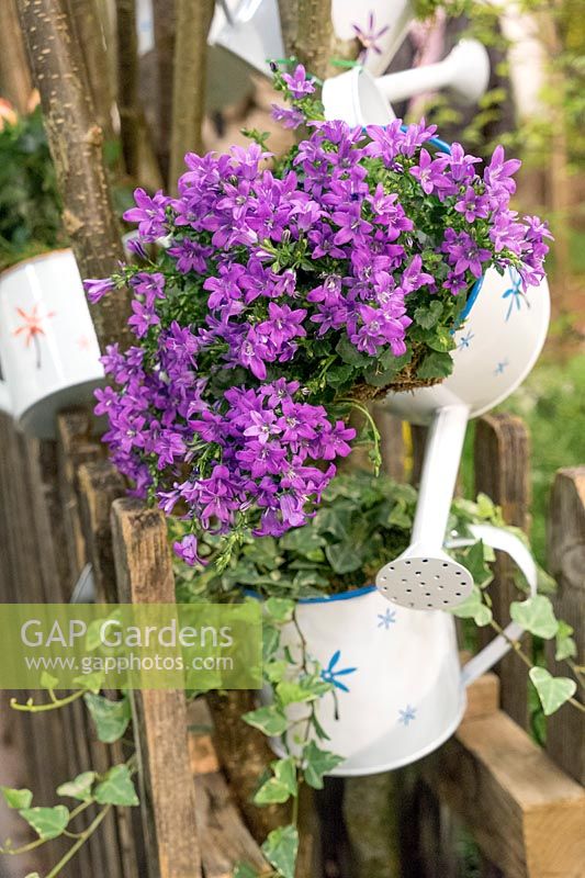 Campanula portenschlagiana in watering can