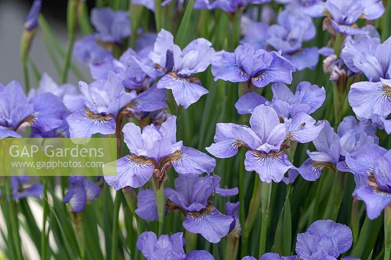 Iris sibirica Charming Darlene