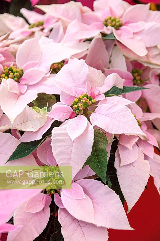 Euphorbia Princettia ® Soft Pink