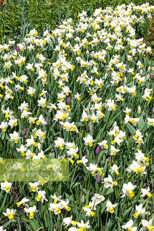 Narcissus cyclamineus Trena