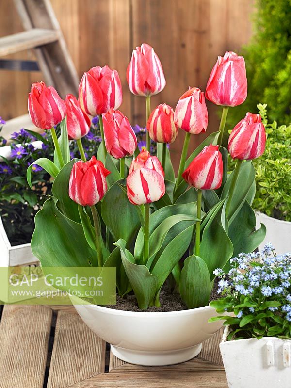 Tulipa Triumph Spryng Break in pot