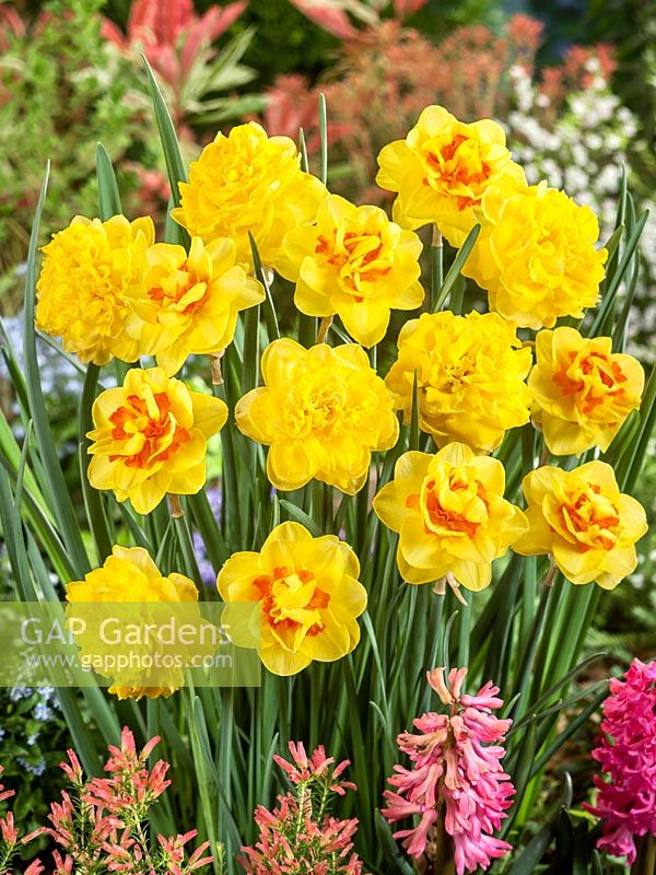 Narcissus Double Eastertide and Update