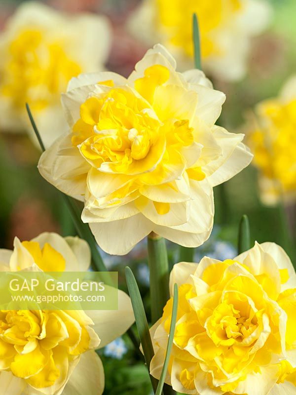 Narcissus Double Sweet Pomponette