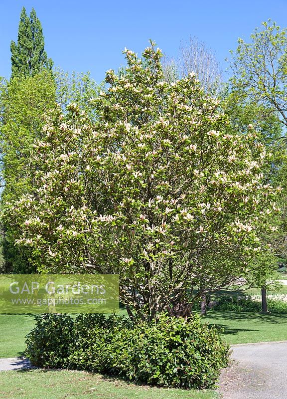 Magnolia x brooklynensis Woodsman