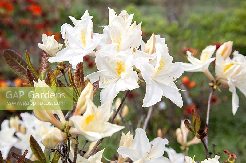 Rhododendron Oxydol