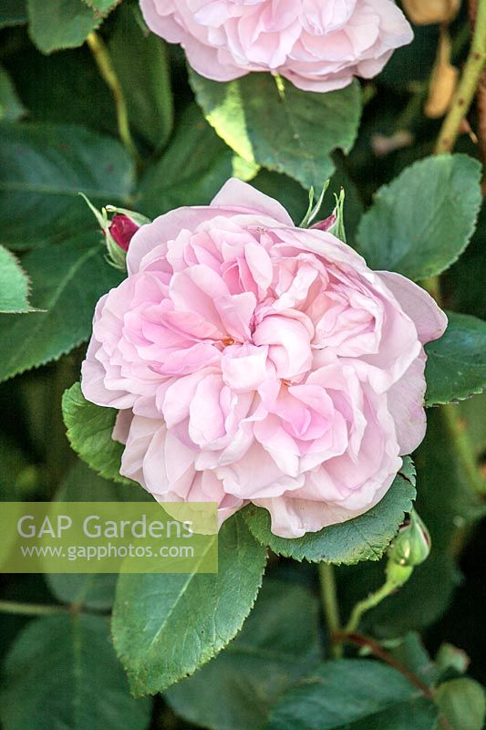 Rosa x centifolia Fantin-Latour
