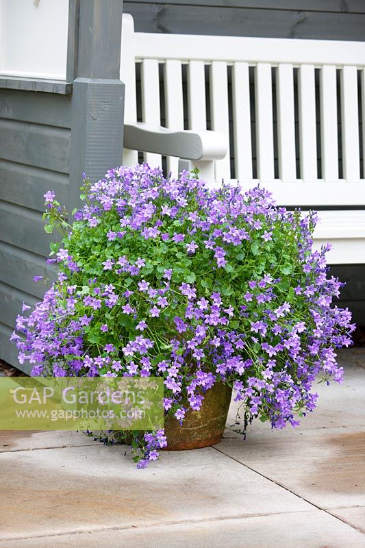 Plant container with Campanula