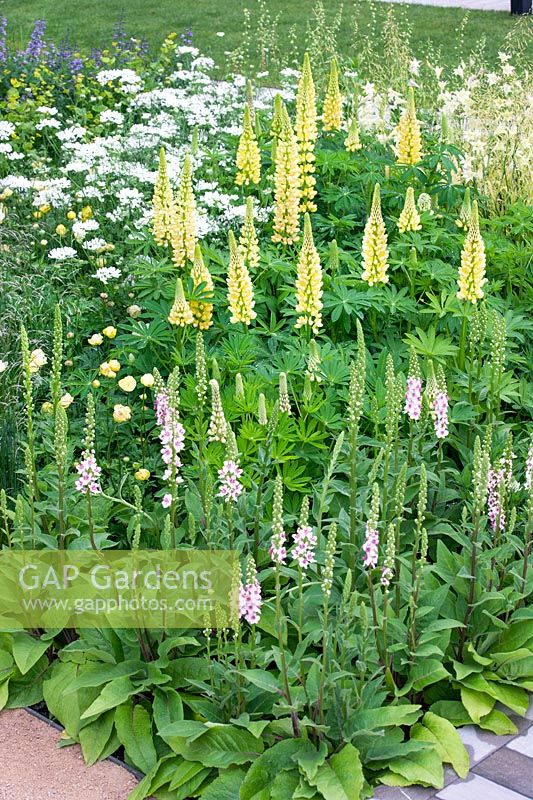 Perennial planting with Lupinus