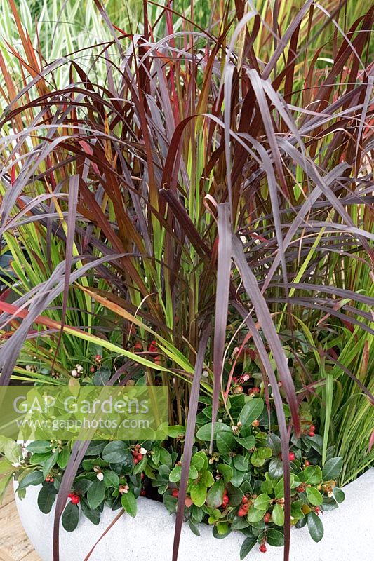 Plant container with Pennisetum and Gaultheria