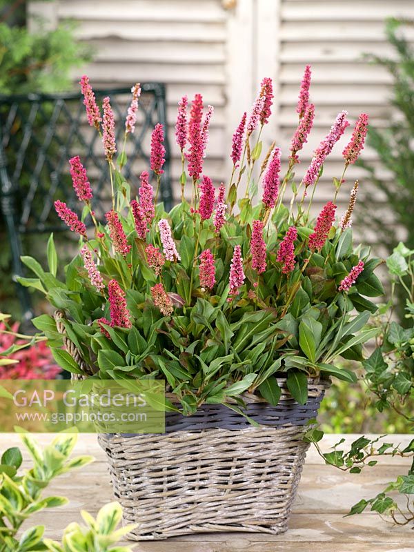 Persicaria Kabouter in pot