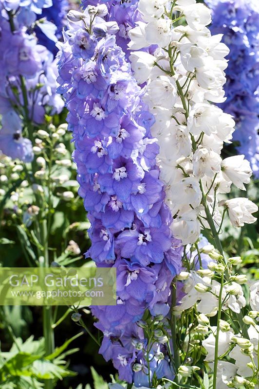Delphinium Guardian Lavender, White