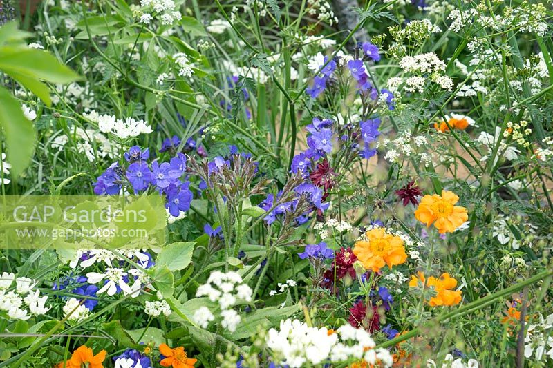 Colorful perennial planting
