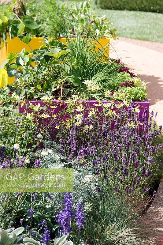 Perennial planting and plant container
