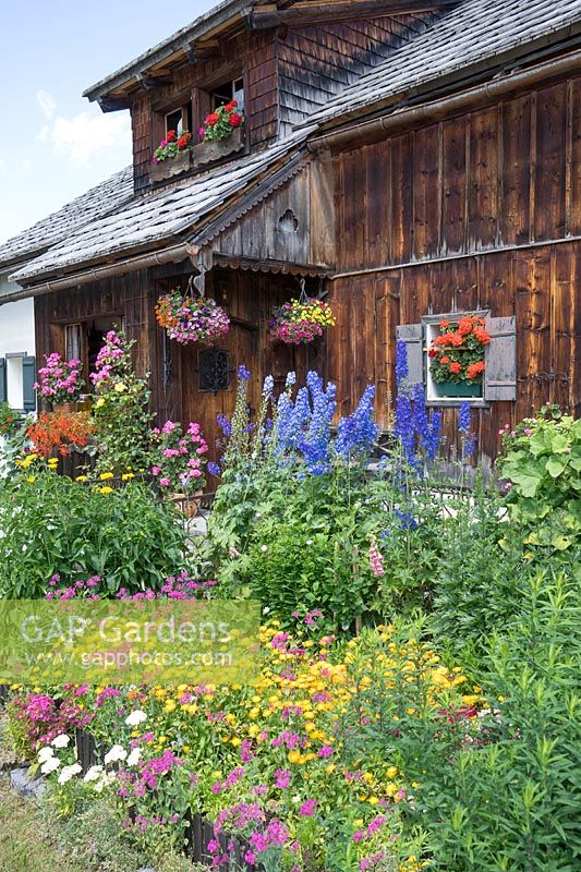 Farming front yard with Delphinium