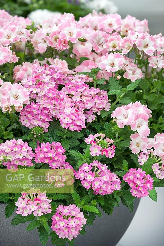 Pelargonium pac ® Bermuda ® Soft Pink, Verbena Estrella UP Pink Ballet