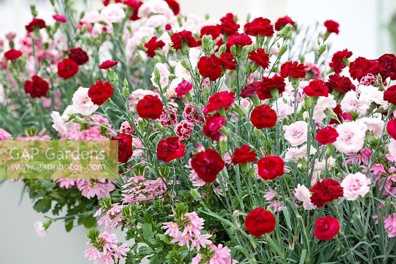 Dianthus Perfume Pinks © Mix