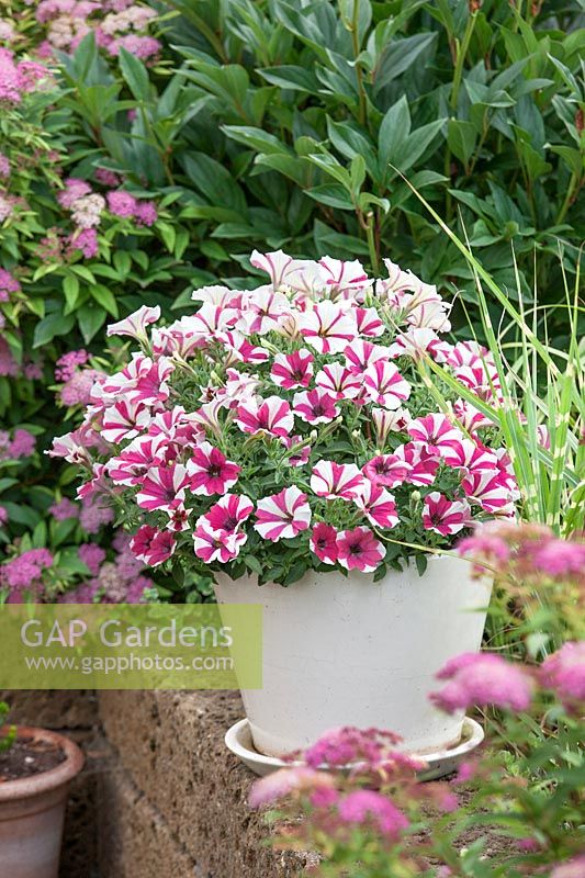 Plant container with Petunia