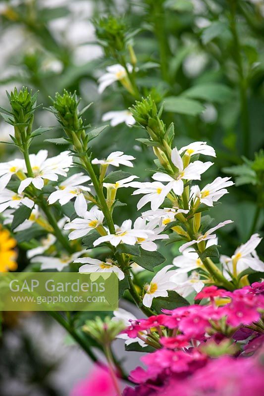 Scaevola Whirlwind ® Early Compact White