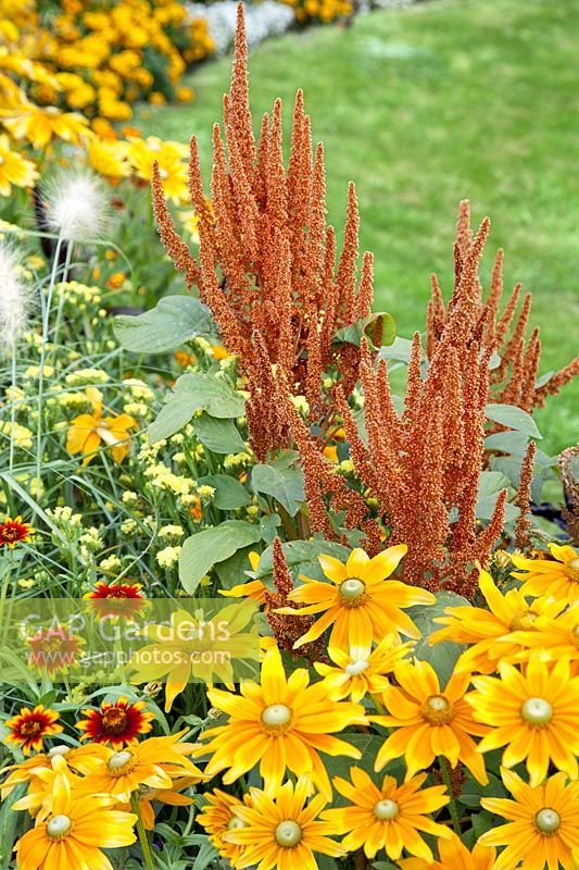 Annual flower border with Amaranthus Hot Biscuits