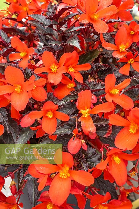 Begonia Unstoppable Upright ® Fire