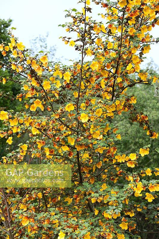Fremontodendron mexicanum