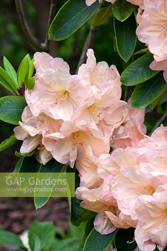 Rhododendron Hydon Juliet