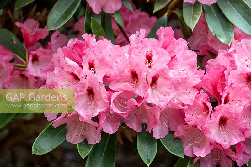 Rhododendron Tequila Sunrise