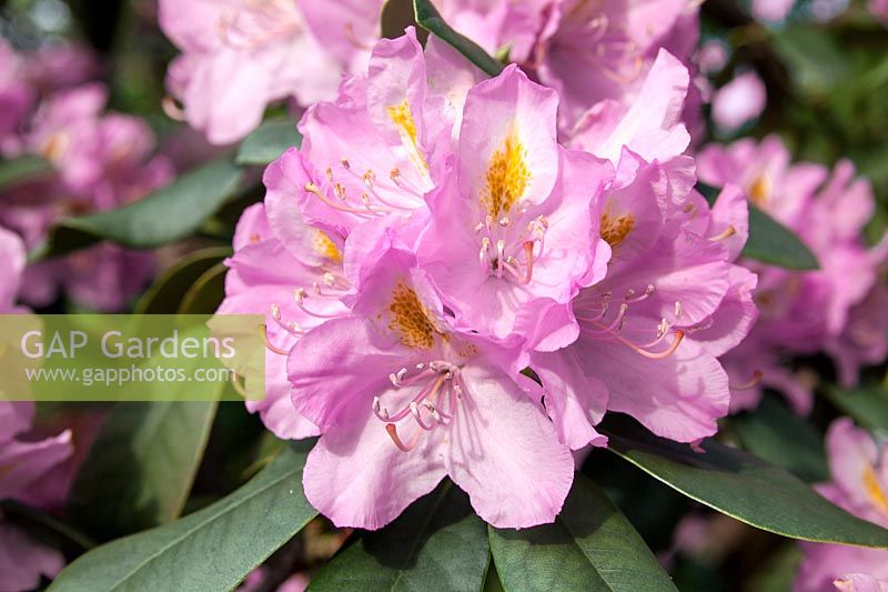 Rhododendron Parsons Gloriosum