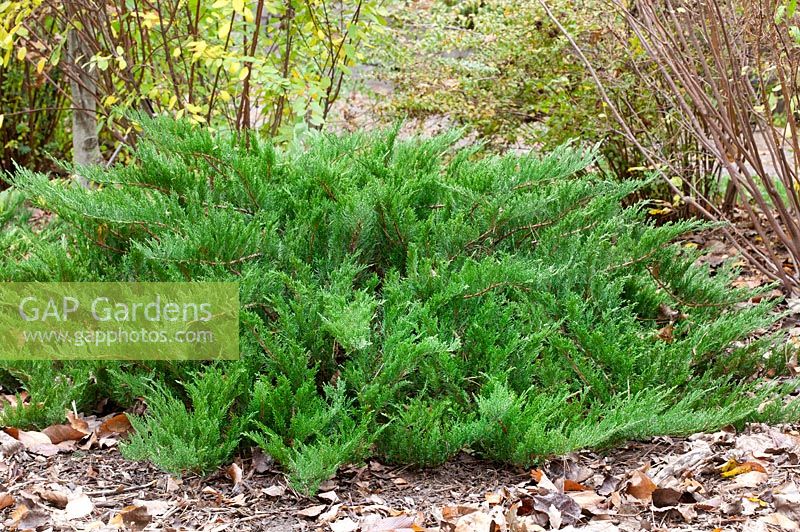 Juniperus sabina Tamariscifolia Select