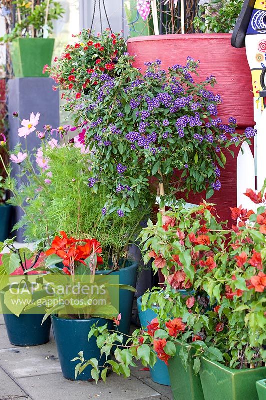 Potted plants in the garden center