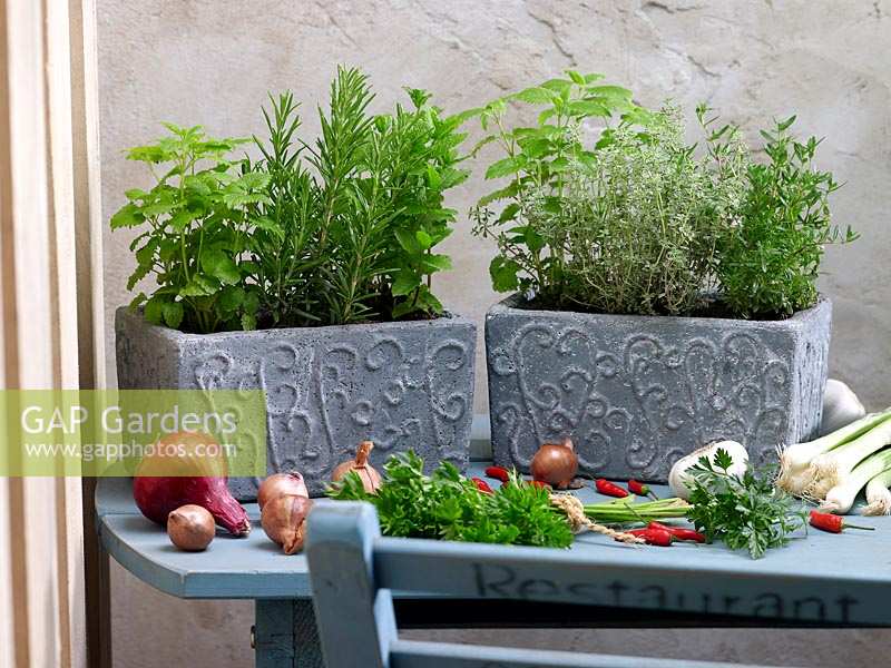 Herbs mix in aPlant Container