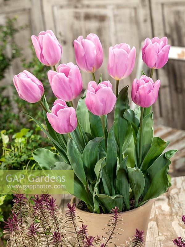 Tulipa Triumph Synaeda Amor in pot