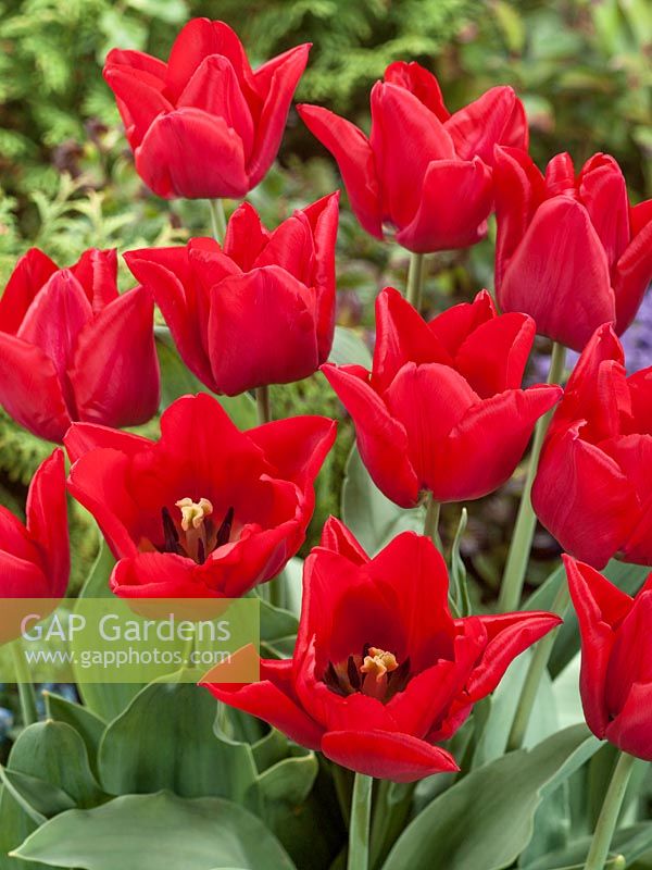 Tulipa Triumph Red Passionale