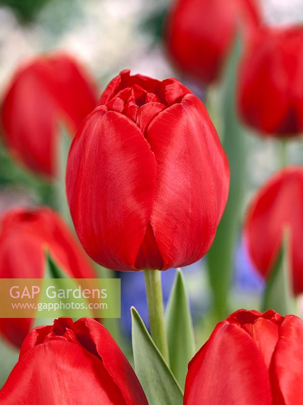 Tulipa Triumph Canadian Liberator