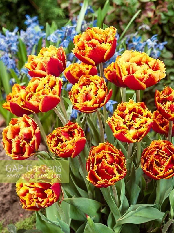 Tulipa Crispa Dutch Pioneer