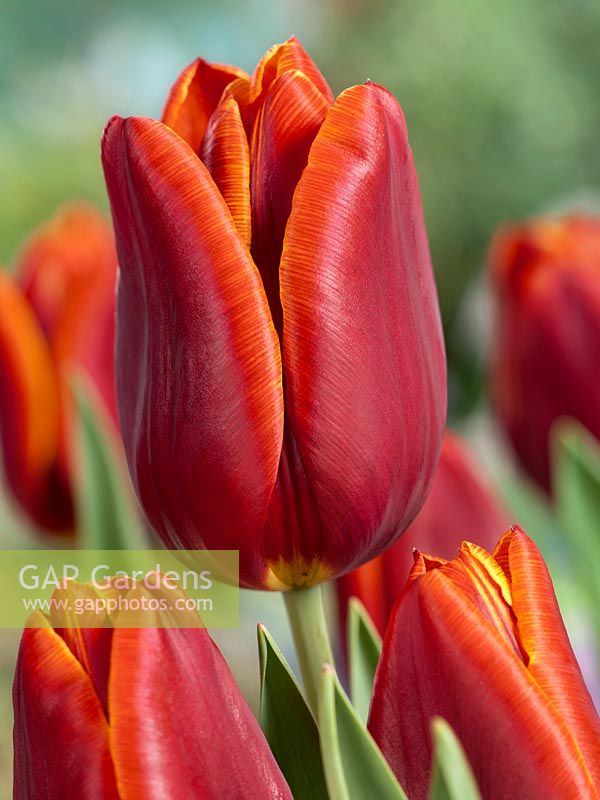 Tulipa Triumph Timeless