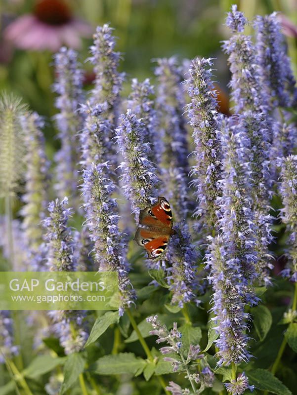 Agastache foeniculum ( anise hyssop, fragrance nettle ) with Tagpfauenauge