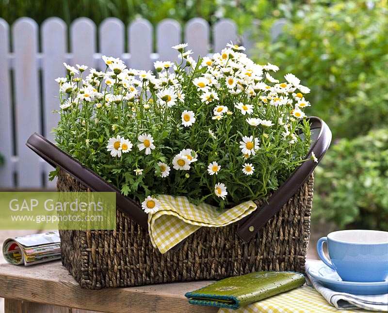 Argyranthemum 'Beauty White' ( daisies )