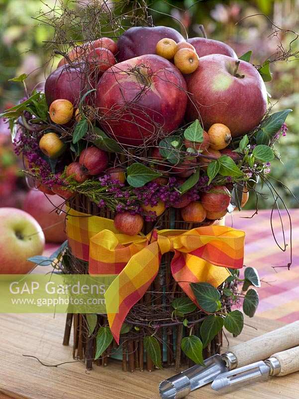 Arrangement of Malus ( apple, ornamental apples ), Hedera ( ivy ), Erica ( Glockenheide )