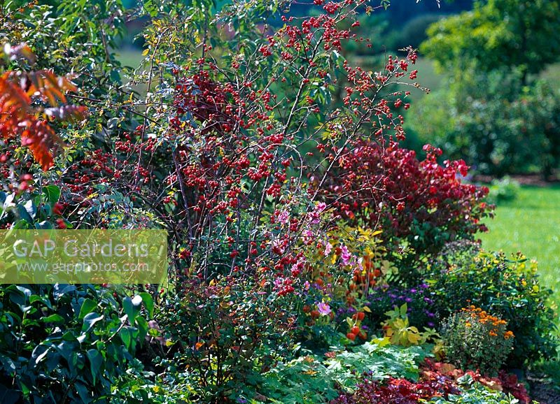 Herbstbeet with Rosa glauca ( Blue Rose Hecht ) with rosehips