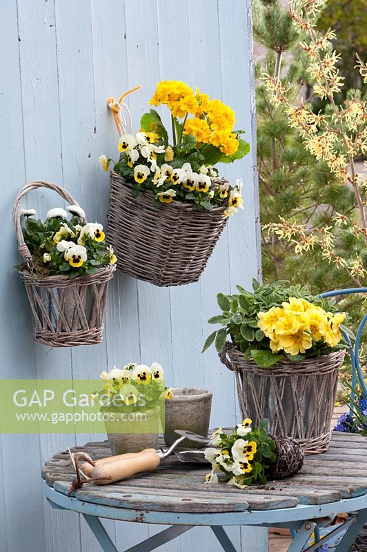 Elatior wall baskets with Primula Crescendo 'Yellow' ( primrose ) and Viola