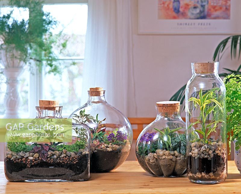 Bottle garden: Selaginella, DRACAENA, Pilea,