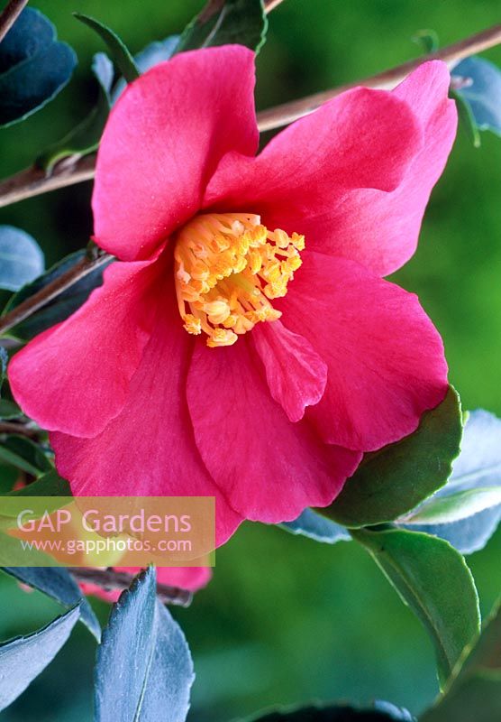 Camellia 'Hiryu'