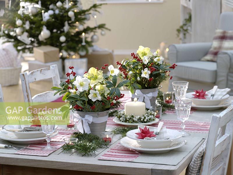 Christmas table with Helleborus niger ( Christrosen ), Ilex verticillata