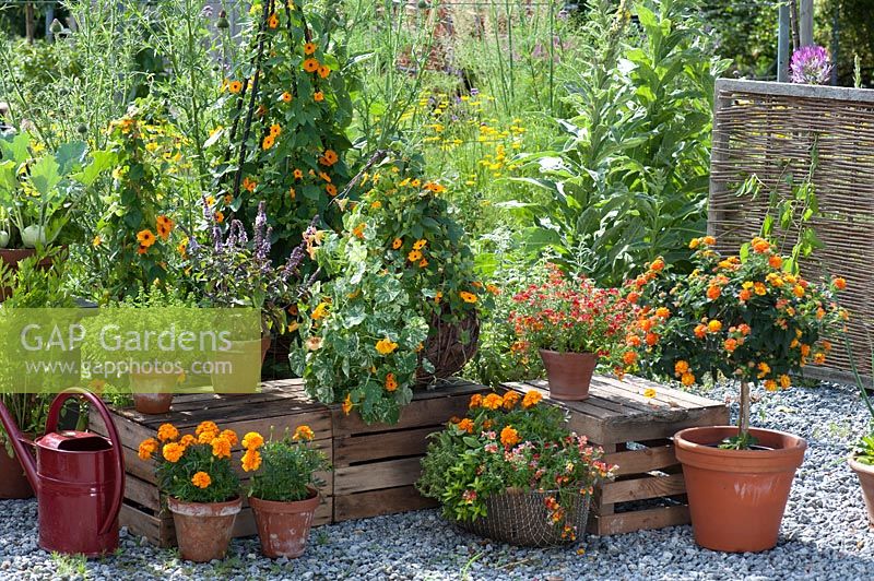Clay pots and baskets with Thunbergia alata ( black-eyed Susanne )